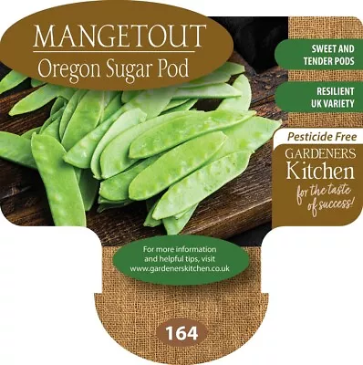Mangetout Plants 'Oregon Sugar Pod' - 6 X MEDIUM Plug Vegetable Plants. • £9.99