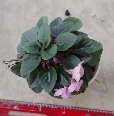 African Violet Plant -- SK-Pervaya Lyubov SK First Love  ~ Micro ~ Actual Plant • $8