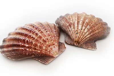 $14.39 • Buy 2 Large Lions Paw Scallops 5-6  Seashell For Baking Smudging Crafts Beach Decor.