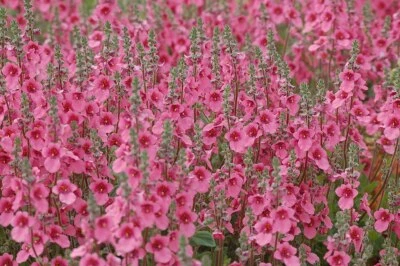 £5.20 • Buy 6 Diascia Daydream Hardy Trailing  Alpine  Perennial Plug Plants
