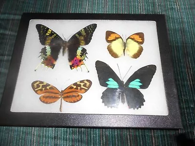 3  Real Framed Mounted Butterflies And Urania Ripheus In 6x8  Riker Mount #aa30 • $35