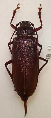 Analophus Parallelus F 54mm Australia #64T Beetle Xixuthrus Titanus Macrodontia • $100