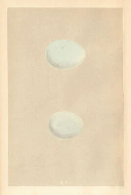 £7.99 • Buy BRITISH BIRD EGGS. Hen Harrier. Montagu's Harrier. MORRIS 1866 Old Print