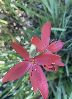 Kaffir Lily Hardy Perennial Flower Plant In 1L Pot • £7.99