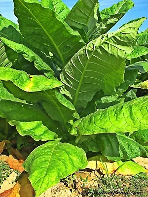 Tobacco Seeds - Havanna Gold - Herb Seeds - USA Grown - Non Gmo • $300.05
