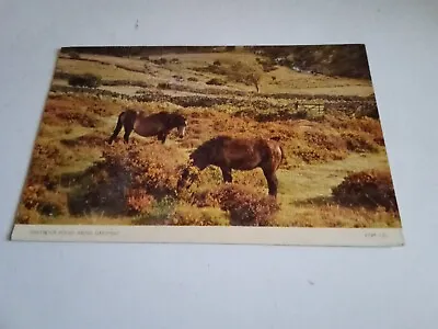 Dartmoor Ponies Above Dartmeet Postcard Good Condition Posted 1960 • £2.50