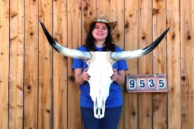 Real Steer Skull Art!! Polished Long Horns Mounted 3' 3  Cow Bull Longhorn H9535 • $51.59
