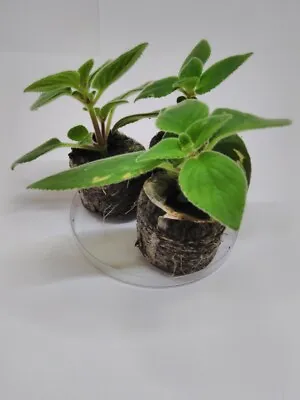 £9.99 • Buy Streptocarpus Saxorum 3x Rooted Cuttings In Jiffy 7 Trailing Plant Very Unique