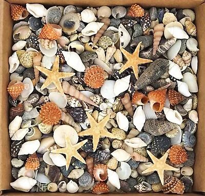 Tiny Mixed Small Craft Seashells Shells + 5 MICRO STARFISH Resin Shell Craft Art • £7.95