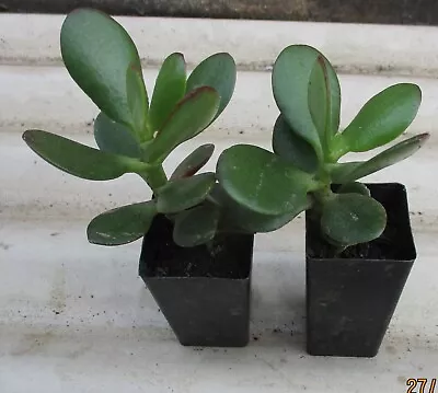 2xRooted Jade/Jade Money Plant Lucky Money Seedling Tree OVATA Crassula FREEPOST • $9.79