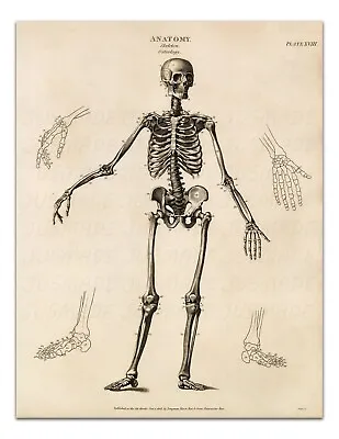 Anatomy SKELETON Osteology PLATE XVIII Vintage Illustration 22x17  Art Print • $20.99