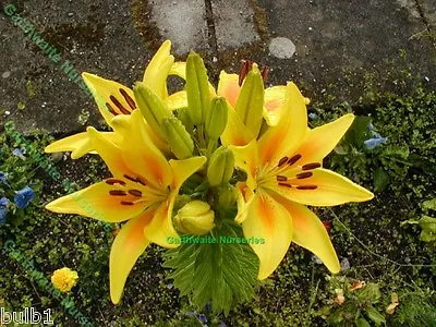 6 Yellow Oriental Lily Bulbs Size 16/18 Trumpet-shaped Fragrant Garden Perennial • £10