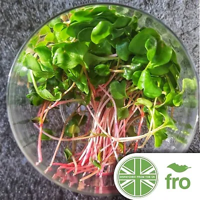 £1.99 • Buy Microgreen - Organic - Radish - 160 Seeds - Sprouting - Fast Uk Dispatch ✅