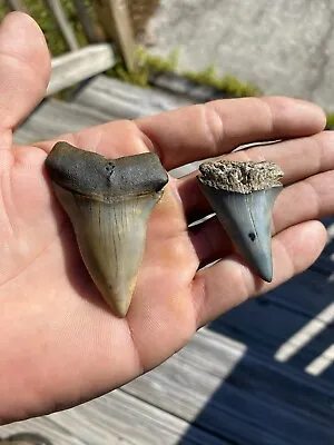 Carolina Mako Hastalis Sharks Teeth Tooth Miocene Fossil Jaws Complete Ice Age • $85