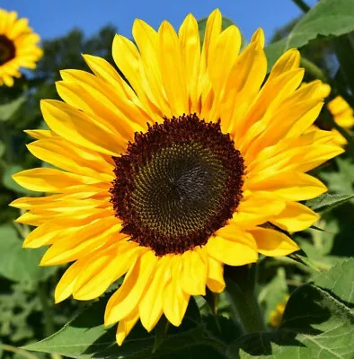 BULK Sunflower Seeds For Planting | Large Black Oil Mammoth Sun Flower Seed 2024 • $2.95