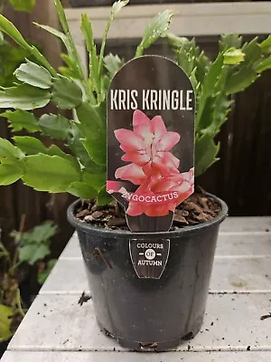 Zygo Cactus ❤️ “KRIS KRINGLE  In 125mm POTS” ❤️ Established Plants • $12