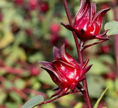 £2.50 • Buy Rosella, Jamaican Sorel, Roselle, Rozelle, Sorrel, Red Sorrel, Kharkade 20 Seeds