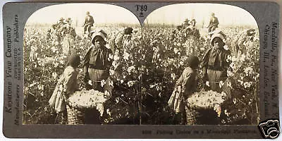 Keystone Stereoview Of Many Blacks Picking Cotton MS From 1930’s T600 Set #T89 • $7.99