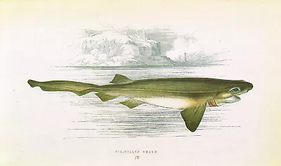 Sixgill Gilled Shark Vintage Fish Print Benjamin Fawcett Picture 1990 CNHPF#83B • $4.34