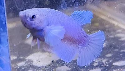 Live Betta Fish Dumbo Female A20 • $14