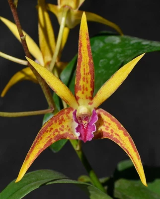 $15 • Buy Orchid -Dendrobium Australian Stardream (Compot)