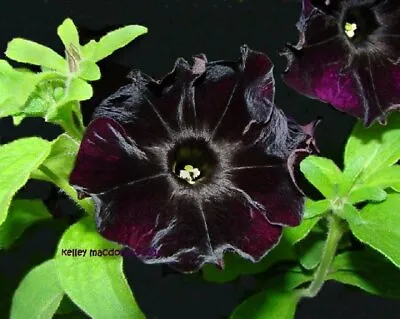 £3.99 • Buy Petunia Seeds Magic Velvet Black Color Flowers - Black Velvet Petunia -