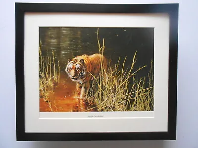 David Shepherd Print 'Jungle Gentleman' Tiger FRAMED • £25.95