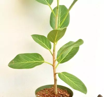 Ficus Benghalensis 1 Audrey 6-12  Live Rooted Fig Fruit Tree Banyan Edible Easy • $28