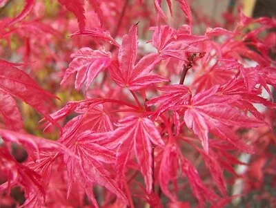 Acer Palmatum Shindeshojo In 7.5L Pot Ideal Bonsai Subject  Maple • £47.50