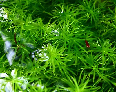 *BUY2GET1 FREE* GUPPY GRASS Najas Guadelupensis Live Aquatic Aquarium Plant A+ • $8.19