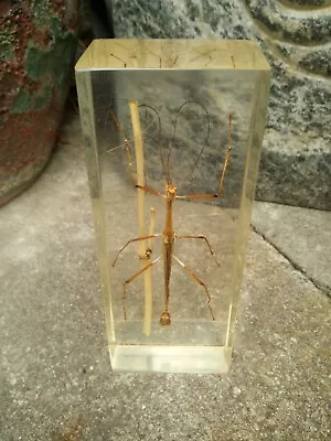 Exquisite Rare Collectible Scientific Vintage Stick Insect In Lucite Perspex • $16.18