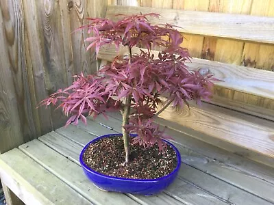 ACER PALMATUM ‘SHAINA’ BONSAI TREE 36 Cm HIGH IN PAINTED & GLAZED BONSAI POT • £64.99