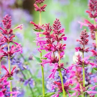 Agastache / Hummingbird Mint / Hyssop Live Plant Healthy Starter Plant For SALE • $5.99