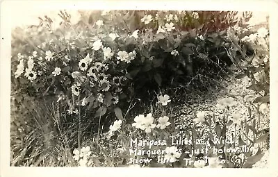 RPPC Mariposa Lilies & Wild Marguerites Near Snow Line Trinity County Alps CA • $9.59