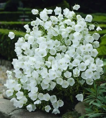 Campanula Carpatica White Bellflower 12000 Seeds • £99