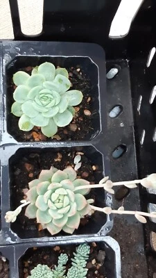 £10 • Buy Succulents Plants, Echeveria Elegans, Profilica, Dasyphyl Major And Lilac Mound 