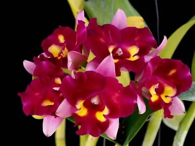 $11.50 • Buy Cattleya Mericlone Seedling Plant...Rth Chomyong Beauty
