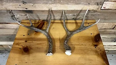 100+ Mule Deer Antler Set Mule Deer Antlers • $75