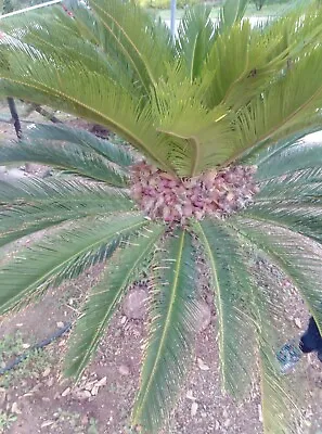 Cycas Revoluta King Sago Japanese Sago Palm Fresh Seeds February 2024 • £67.19