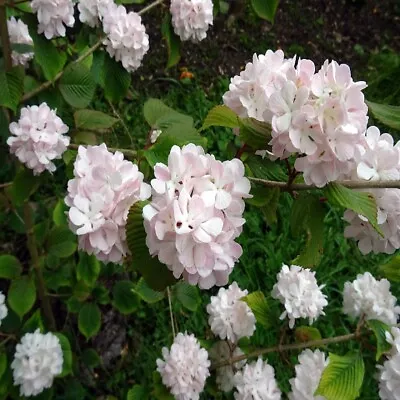 Viburnum Plicatum 'Kern's Pink' Snowball Shrub - Live Plant Breaking Dormancy* • $24.95