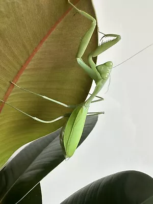 Praying Mantis Giant Asian Mantis L2-L3 Nymph - LIVE FOOD • £4.50