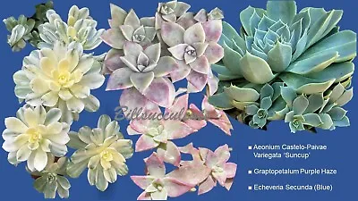 Aeonium Suncup Graptopetalum Purple Haze Echeveria Secunda 3 Cuttings  In 1 Pack • $9.95