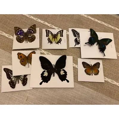 8 Pcs Real Natural Butterfly Specimen Taxidermy Butterfly Artwork Gift Home Deco • $38.55