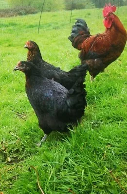 Black Copper Maran Hatching Eggs X6 • £9.99