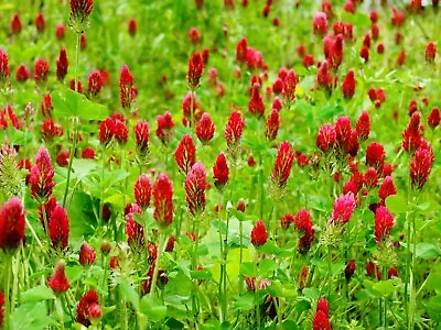 Crimson Clover Seeds Wildflower Bee Friendly Trifolium Manure Red Up To 3000 • £1.69