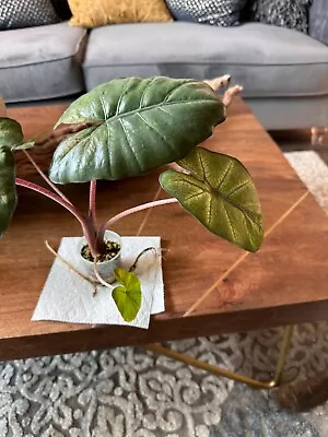 Alocasia Yucatán Princess Variegated Rooted | U.S Seller • $55