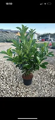 Cherry Laurel Hedging Plants X50 3FT FREE UK DELIVERY🇬🇧 • £725