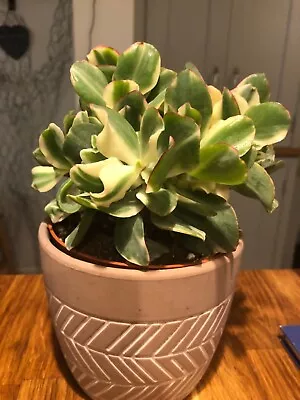 £10 • Buy Variegated Crassula Arborescens Undulatifolia (ripple Jade)