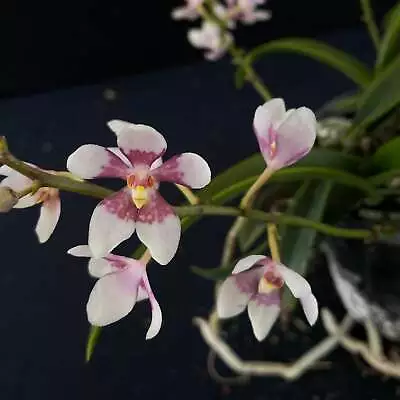 Flowering Select Sarcochilus SP23/077 • $50