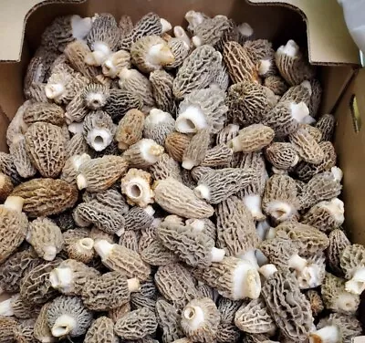 🍄 Morel Mushroom Spores- Grow Kit-  🍄 Organic - Spawn - Seeds • $14